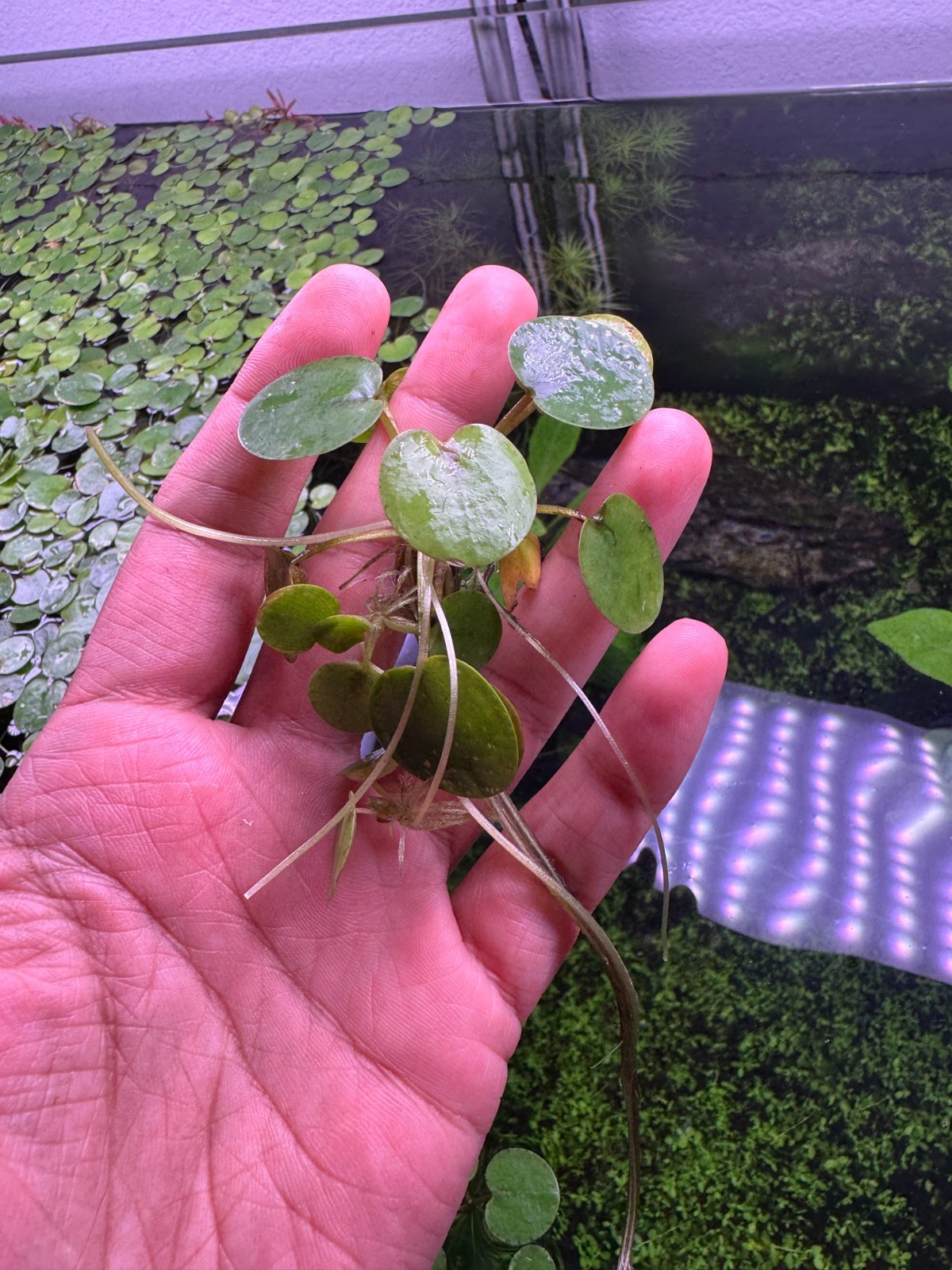 BIG Snail Free Amazon Frogbit live floating plants aquarium aquatic ponds